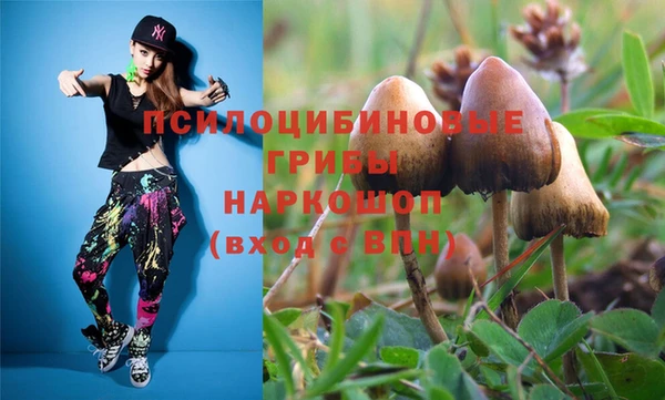 прущие грибы Новокубанск